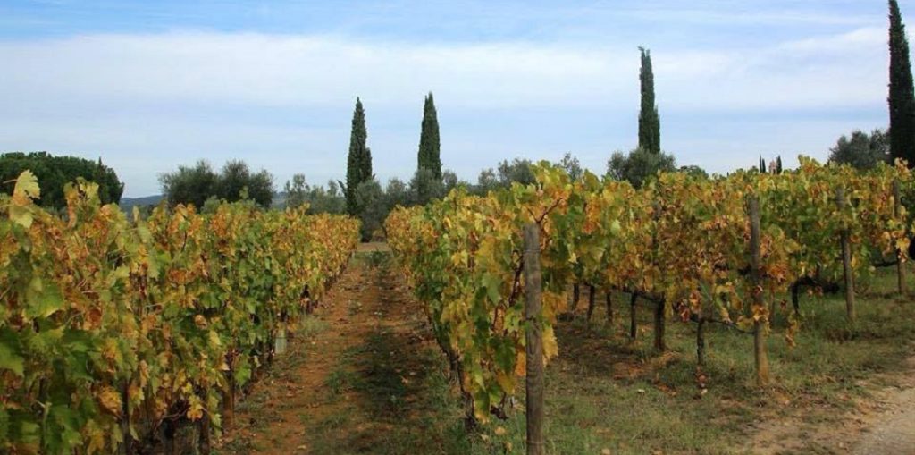 Um vinhedo na Toscana - Vinícola Mate - Italiana Blog