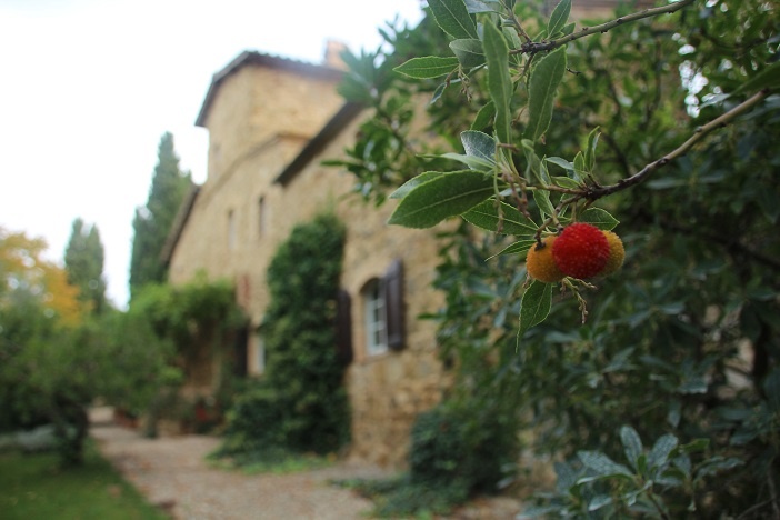 Um vinhedo na Toscana - Vinícola Mate - Italiana Blog