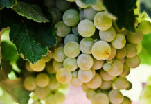 Franciacorta – o “champagne” italiano