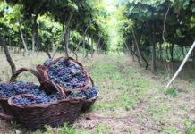 Bento em vindima – a festa da colheita em Bento Gonçalves