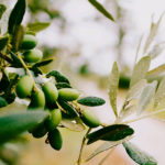 Onde comprar vinhos em Roma?