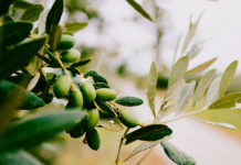 Onde comprar vinhos em Roma?